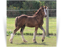 For Sale - '21 Bay Pearl Colt by Charlie - Northern Lights